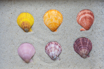 colorful variations of shells on the sand