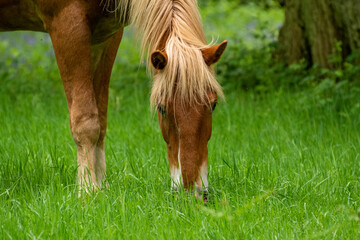 Close-Up of Chestnut Horse Grazing in Lush Green Meadow