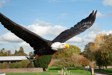 Majestic American bald eagle soaring gracefully through a clear blue sky, its powerful wings spread wide. 