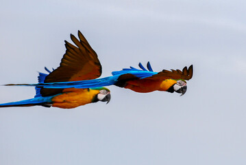 Blue and Gold Macaw Pair in Flight