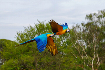 Blue and Gold Macaw Pair in Flight