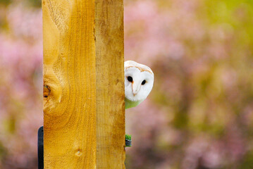  Barn Owl Peeking Around a Post