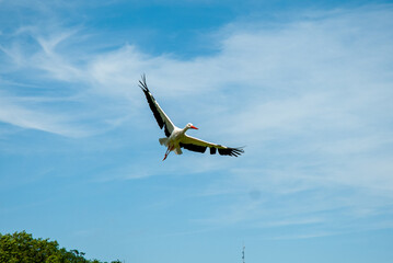 A graceful white stork soaring through a clear blue sky, a sign of fertility and peace