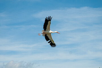 A graceful white stork soaring through a clear blue sky, a sign of fertility and peace