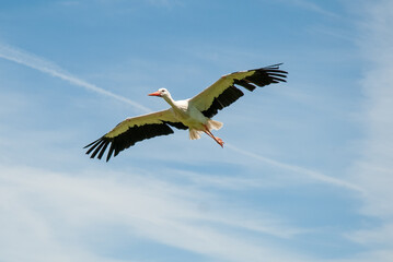 A graceful white stork soaring through a clear blue sky, a sign of fertility and peace