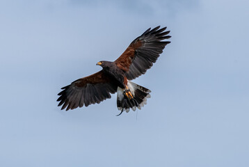 Falcon Soaring in Clear Blue Sky