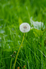 Dandelion in Focus with green grass background