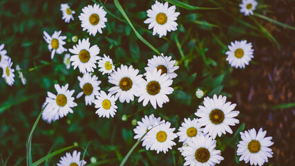 daisy flowers