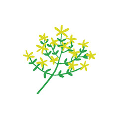 A cluster of bright yellow, star-shaped flowers on green, branching stems. The illustration captures a cheerful and organic botanical aesthetic.