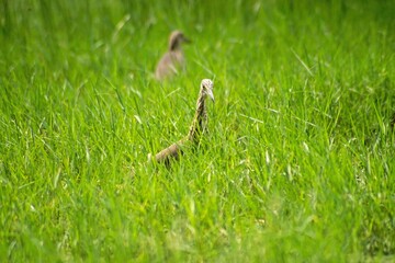 Pond Heron almost hidden in tall grass