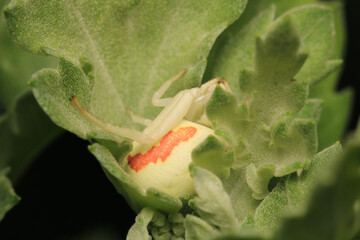 xysticus kochi spider macro photo	