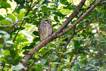 spotted owl perched on leafy branch of tree