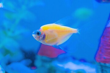 Aquarium in a pet store with colorful fish