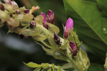 canavalia rosea pink flower macro	