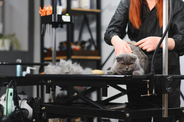 Woman combing fur of a cat. Cat grooming, combing wool. Express molt. Beautiful cat in a beauty salon. Grooming animals, combing hair