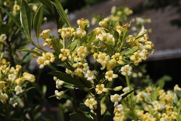 Fleurs de Pittosporum truncatum