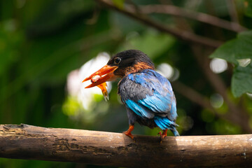 The Javan kingfisher (Halcyon cyanoventris), sometimes called the blue-bellied kingfisher or Java...