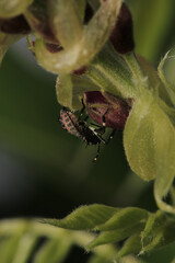 Halyomorpha Halys insect macro photo	