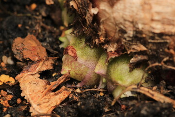hyacinth bulb chicks macro photo