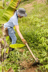 Vertical shot of a male farmer working with a hoe in the middle of a cassava and plantain field,...