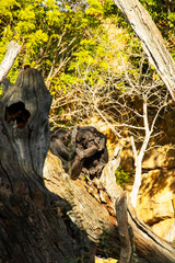 chimpanzees in the wild