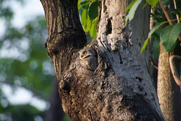 Obraz premium Spotted Owlet with yellow eyes, living in hollow tree in soft sunlight