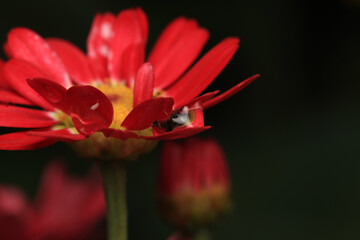 Obraz premium red alpine aster purple flower macro photo