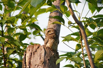 Close-up of Spotted Owlet sits on stump in tree