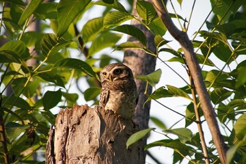 Close-up of Spotted Owlet sits on stump in tree
