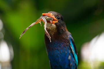 The Javan kingfisher (Halcyon cyanoventris), sometimes called the blue-bellied kingfisher or Java kingfisher