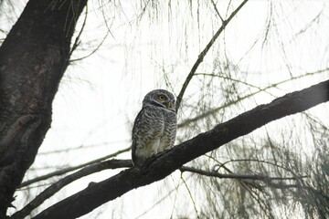 Backlight shot of Spotted Owlet perched on a branch