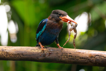 The Javan kingfisher (Halcyon cyanoventris), sometimes called the blue-bellied kingfisher or Java...