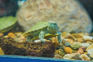 Small turtle in an aquarium in close-up