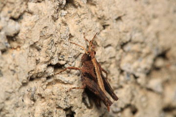 rufous grasshopper insect macro photo