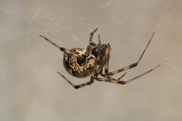 natural parasteatoda tepidariorum spider macro	