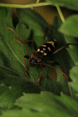 Neoclytus yellow striped insect photo