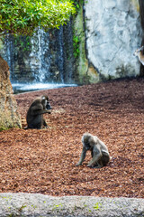 monkeys in valencia biopark