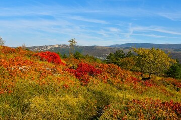 Mediterranean vegetation with red autumn smoke tree (Cotinus coggygria) in Čičarija karst plateau in Istria, Primorska, Slovenia