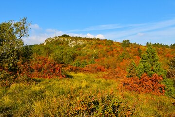 Karst landscape at Kraški rob with mediterranean vegetation and red colored smoke tree (Cotinus coggygria) bushes in Istria, Primorska, Slovenia