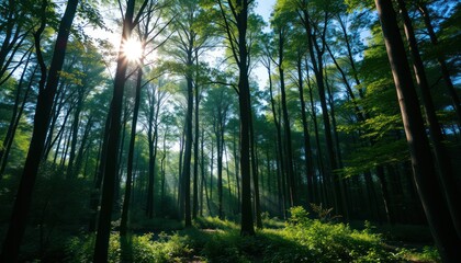Sunbeams illuminating lush green forest with tall trees.