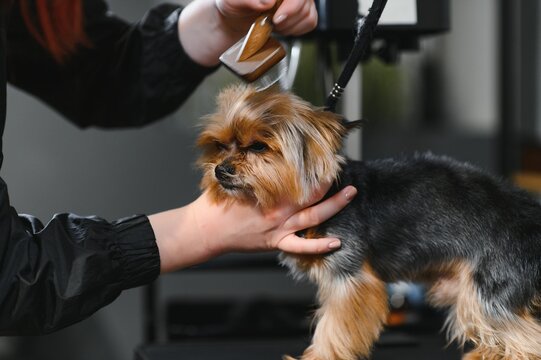The pet groomer dries dog hair with a hair dryer. Grooming Salon