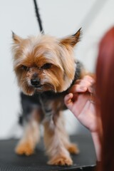 Funny Yorkshire terrier in a grooming salon