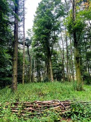 Green Forest Area With Stacked Logs and Tall Trees in a Serene Woodland Setting