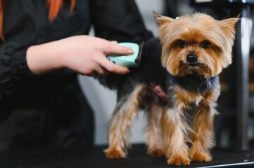 Female trimmer cutting hair on the Yorkshire Terrier