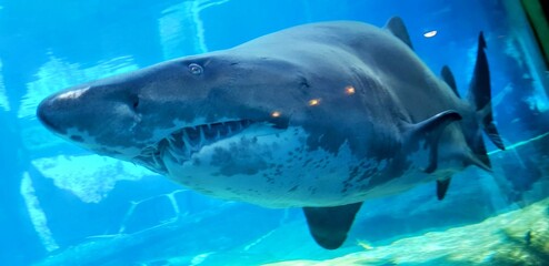 Shark Swims Gracefully Through a Large Aquarium Filled With Clear Blue Water and Lively Marine Surroundings