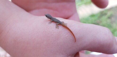 Small Lizard Resting on a Person\'s Hand in a Natural Outdoor Setting During Daylight