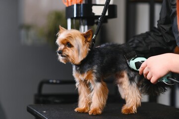 Female trimmer cutting hair on the Yorkshire Terrier