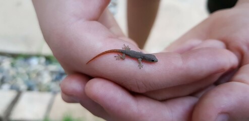 Small Newt Resting on a Child\'s Hand in a Natural Outdoor Setting During Daytime