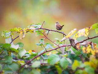 Eurasian wren, Troglodytes troglodytes, singing on a bramble prickly scrambling blackberry shrub