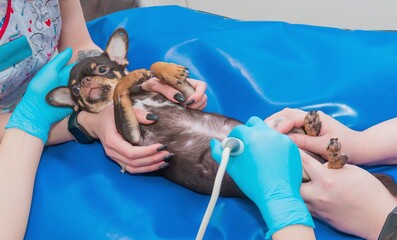 Chihuahua is examined by ultrasound